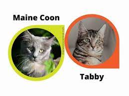 how to tell a maine from a tabby