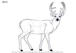 Great drawing ideas and easy drawing tutorials. Learn How To Draw A Buck Deer Wild Animals Step By Step Drawing Tutorials