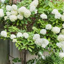 It features a bunch of plants, flowers, bushes, fruit. 11 Best Trees And Shrubs With White Flowers