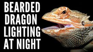 Bearded Dragon Lighting At Night Bearded Dragon Temperature At Night Youtube