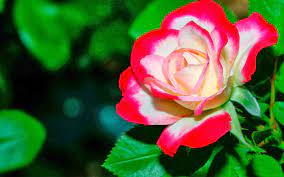 Beautiful 3d Rose Flower - 1600x1000 ...