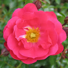 flower carpet scarlet rose finegardening