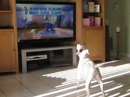 jack russell singing the empire carpet