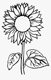 Select from 35478 printable coloring pages of cartoons, animals, nature, bible and many more. Sunflower Flower Coloring Pages Hd Png Download Kindpng