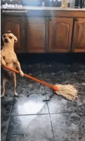 cleaning dog gifs tenor