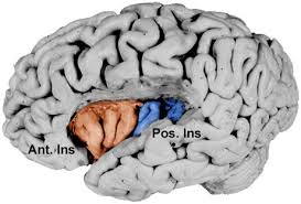 insular cortex neurophysiology and