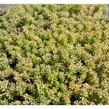 cesicia sedum brevfolium stonecrop