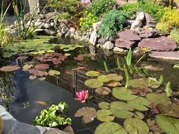 Benefits Of Having A Garden Pond Buy