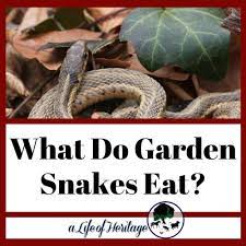 what do garden snakes eat are garden