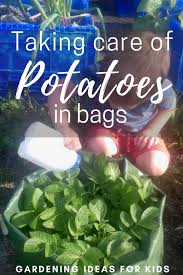 Potato Plants In Bags