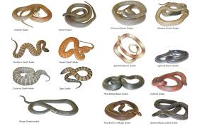 60 Veritable Dangerous Australian Snake Chart