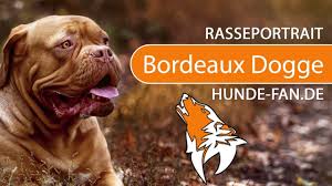 Hunde , katzen , pferde , kleintiere , nutztiere , reptilien , fische , vögel. Bordeaux Dogge 2018 Rasse Aussehen Charakter Youtube