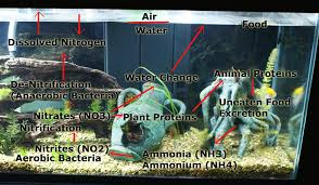Aquarium Nitrogen Cycle Cycling Methods Ammonia Nitrates