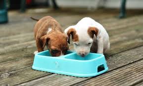 At the beginning, how much your baby eats is less important than getting them used to the idea of eating. Postpartum Care Basic 7 Steps To Wean Puppies Pet Az