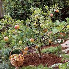 create small fruit trees with this