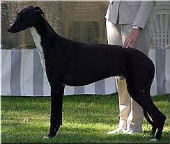 Piesporadnik Pl Chart Angielski Greyhound