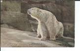 Documentary Movies from Denmark Polar Bear Hunt Movie