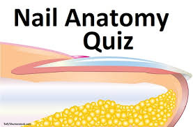 nail anatomy and physiology quiz test