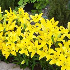 yellow carpet border lilies breck s