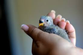 The Stages Of Development For Baby Parrots