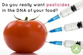 Image result for gmo foods