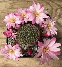 How to buy live cactus plants online? Planet Desert Cactus And Succulent Plants For Sale