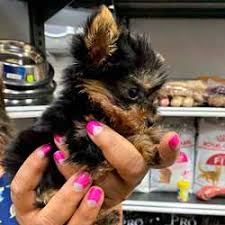 venta de perros pequeños miniatura
