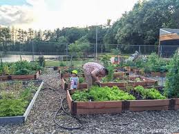 ossining organic community garden