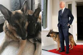 In the white house rose garden with his wife jill and president obama by his side, biden made his announcement, referring to his son's recent death in his decision making: Joe Biden S Dogs Champ And Major Take Social Media By Storm