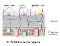 69 Logical Gram Positive Bacteria Chart