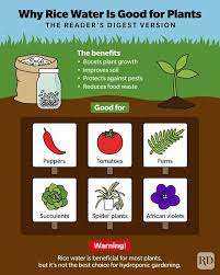 Nutrients To Add To Water For Plants gambar png