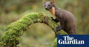 These are known as extinct animals. 15 Species That Should Be Brought Back To Rewild Britain Environment The Guardian
