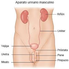 infección del tracto urinario en los