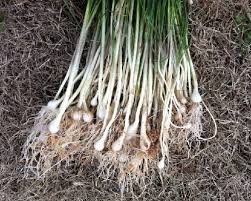 How Do We Control Wild Garlic In Lawns