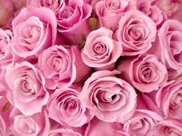 Top rose flower photos hd. Gsquare Wallpaper Rose Flower Hd Wallpaper Pink 60x48 Inches Amazon In Home Kitchen