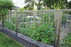 Pest Proof Vegetable Garden