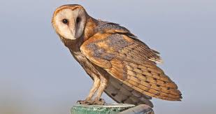 Barn Owl Overview All About Birds