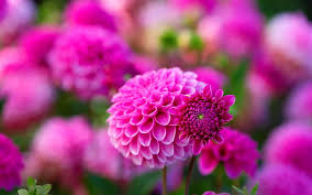 pink dahlies beautiful flowers pictures