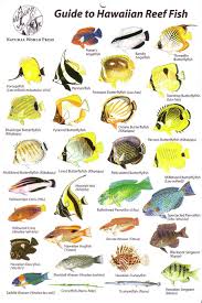 Oahu Reef Fish Identification