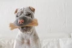 What is the safest chew bone for dogs?