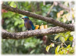 bird watching in thailand indian roller