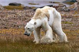 About That Polar Bear….. By now, there's a good chance you've… | by  Threshold | Medium