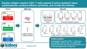 nuclear antigen reactive cd4 t cells