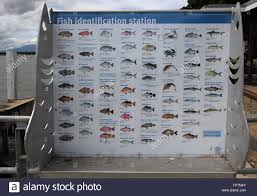 Fish Identification Chart In Cairns On The Northern Coast Of