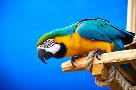 how to look after macaw parrots