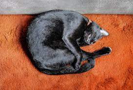 black cat sleeping on orange wool carpet