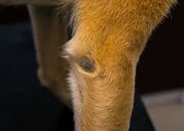 folliculitis in dogs 10 causes and how