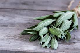 sage an herb with important properties