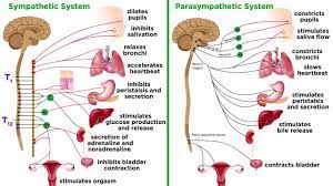 the autonomic nervous system