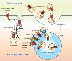 urinary exosome protein database